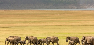 Incredible Wildlife Safaris in India You can not Choose to Miss if you are an Animal Lover