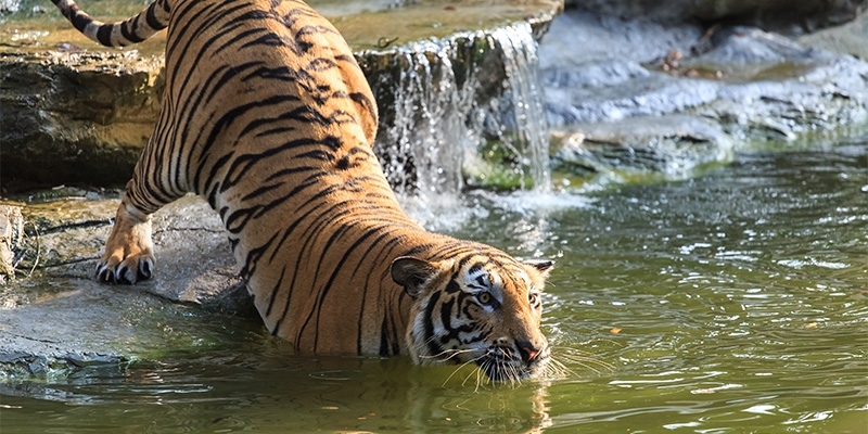 Where can I see tigers in India?