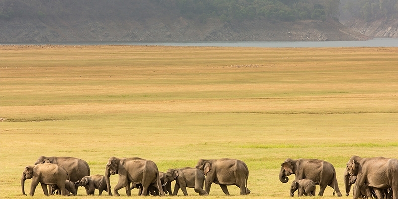 Incredible wildlife safaris in India you can not choose to miss if you are an animal lover