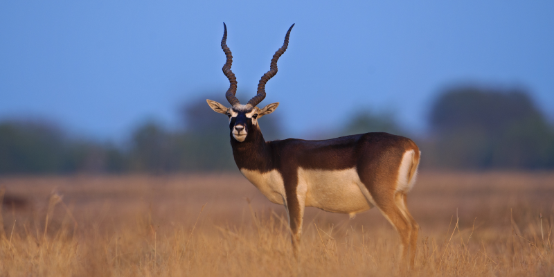 Sand Dune Safaris in Rajasthan for the Wild at Heart