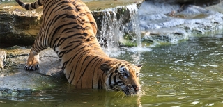 Discover royal wildlife in Sundarbans in India