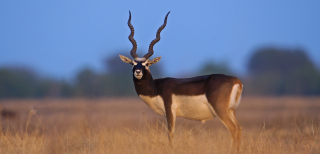 Sand Dune Safaris in Rajasthan for the Wild at Heart